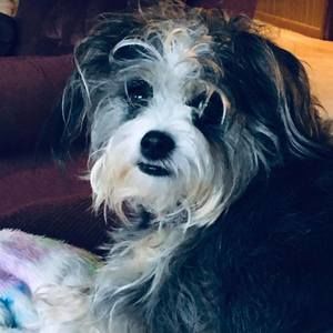 Meet your Posher, Frank